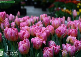 Tulipa Dotcom ® (2)